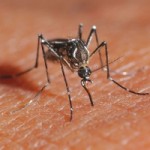 Cayman prepared for Zika virus spread