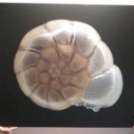 Artists get microscopic in new exhibition