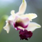 Orchids in bloom at annual show