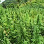 Jamaican university signs MOU on ganja research