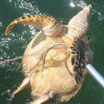 Fishing line recycling can save turtles