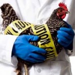 Bird flu blamed for pricy eggs