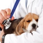 Dog owners warned over parvovirus outbreak