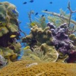 Caribbean reefs too weak to survive sea-level rise