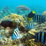 DoE hits the road to talk about marine conservation