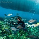 Photographer calls for far reaching reef fish protection