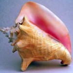 People warned not to poach as conch season opens