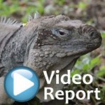 Blue iguanas’ fight for survival hangs in balance