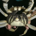Researchers to study falling land crab populations
