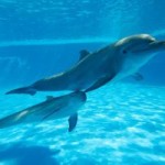 Baby dolphin stillborn at WB facility
