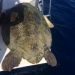 Rescued turtle killed in failed illegal catch