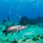 Cayman to host regional marine conference