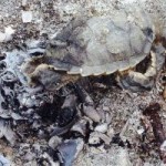 Turtle hatchlings burned in abandoned bonfire