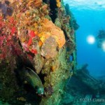 Cayman’s reef threat goes global