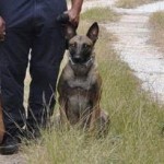 Escaped police dog tracked down