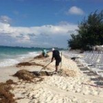 Care urged during beach seaweed clearance