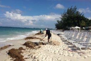 Raking seaweed on Seven Mile Beach