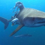 Local shark numbers declining warns, DoE