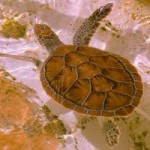 CTF relaunches green turtle release
