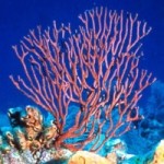 Local coral to be taken for eyelash product