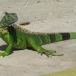 Green iguanas up 60% in just one year