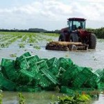 Weather undermines supermarket supplies