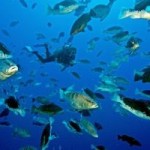 Grouper spawning reaches into classrooms