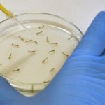 Warning issued as Zika virus spreads through region