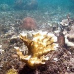 Divers urged to report coral bleaching