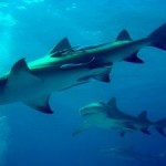 DoE calls for photos of Cayman’s ocean predators