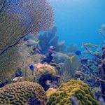 Reefs need more protection, says Panton