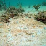 Sediment destroyed reefs in Miami during dredging