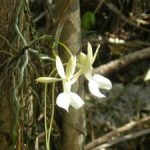 Expert secures UK cash to conserve ghost orchid