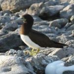 Boobies at heart of new seabird research project