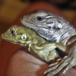 Hybrid green-rock iguana hatchlings found on LC