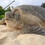 Turtles still challenged but nest numbers steady