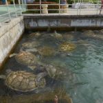 Animal activists target Carnival’s turtle farm trips
