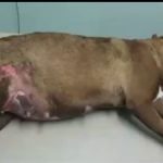 Charity to get CI$900 for burned dog