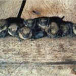 Trust urges bat removal ahead of new arrivals