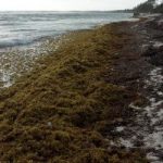 Seaweed bloom could decline next month