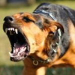 Man kills dog while under attack