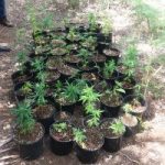 Cops seize over three dozen ganja plants