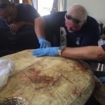 DoE and vets rush to save poached turtle
