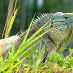 Green iguanas top suspects in blues’ death