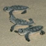 Workshops planned to prevent baby turtle deaths
