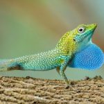 Cayman anole becomes cover pin-up for 2018