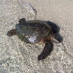 Centre releases 15 turtles at Barkers