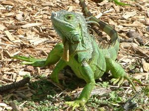 Invasive green iguana in the Cayman Islands