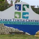 Fraud uncovered during turtle farm audit