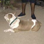 Family mourns bulldog shot by police